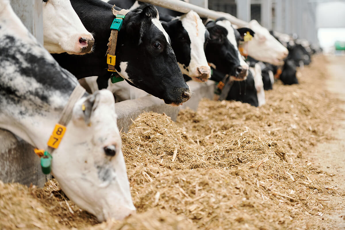 Animal feed Industry